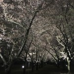 IMG_0560